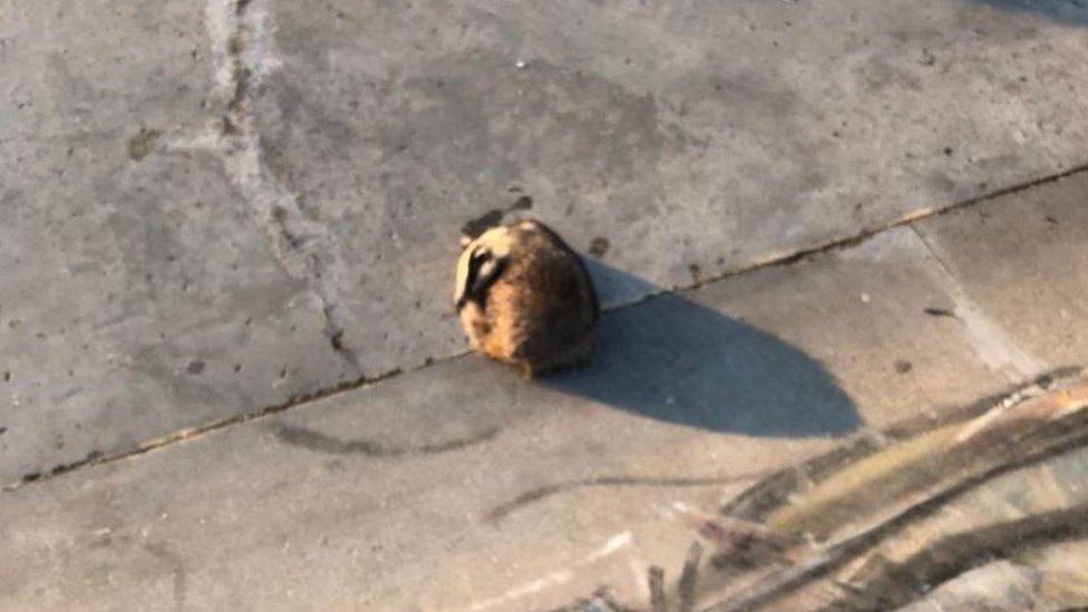 Badger in skate park bowl