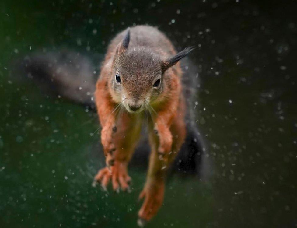 Squirrel