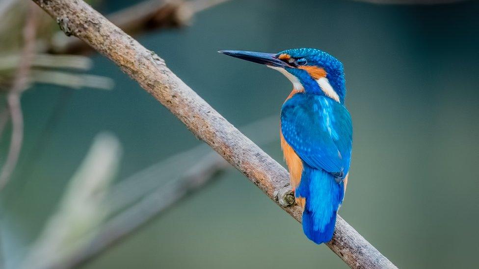 Kingfisher