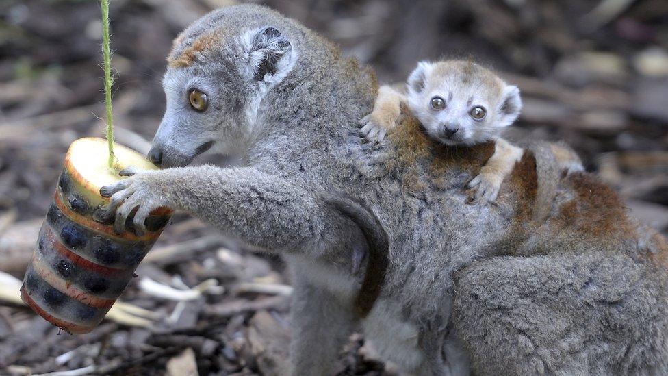 crowned-lemur.