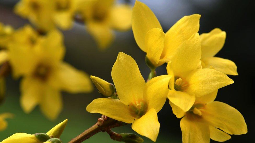 Forsythia