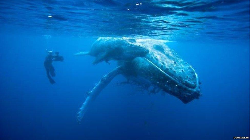 Doug Allan swimming with a whale