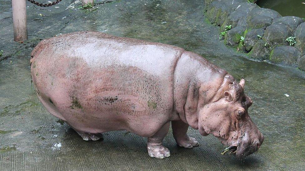 Bertha the hippo in Manila Zoo