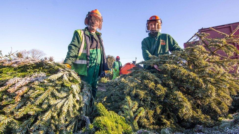 Zoo workers with Christmas trees