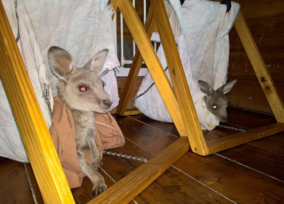 Orphaned joeys are reared in artificial A-frame pouches