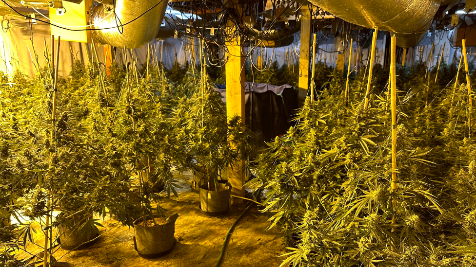 A cannabis cultivation in Stoke-on-Trent