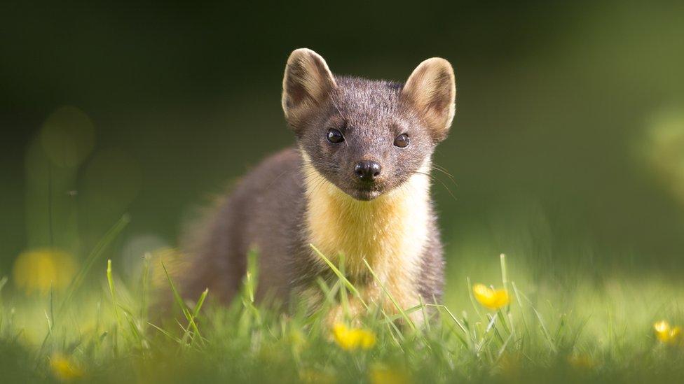 Pine marten