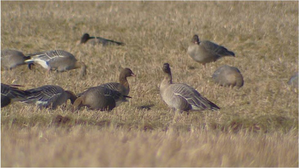Geòidh ann an Uibhist