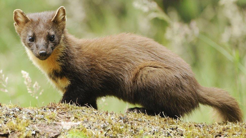 Pine Marten photographed in Scotland