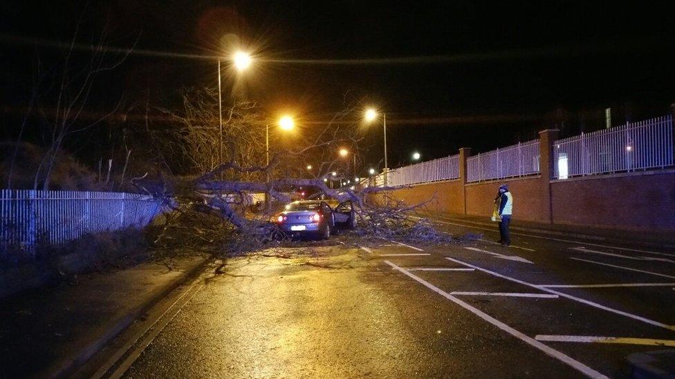 Fallen tree on car in the middle of a road