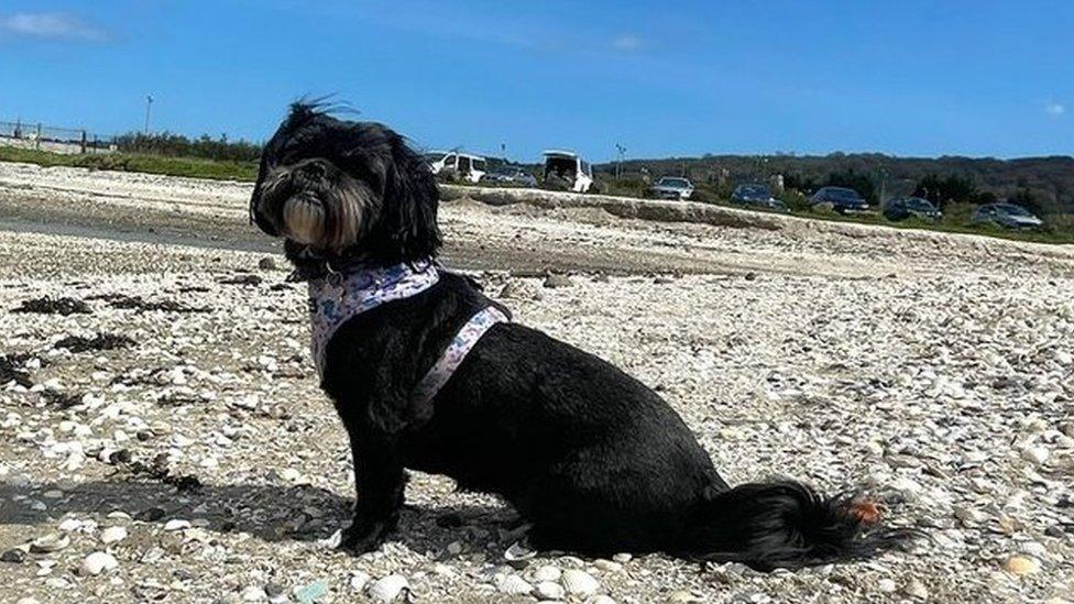 Dog at beach