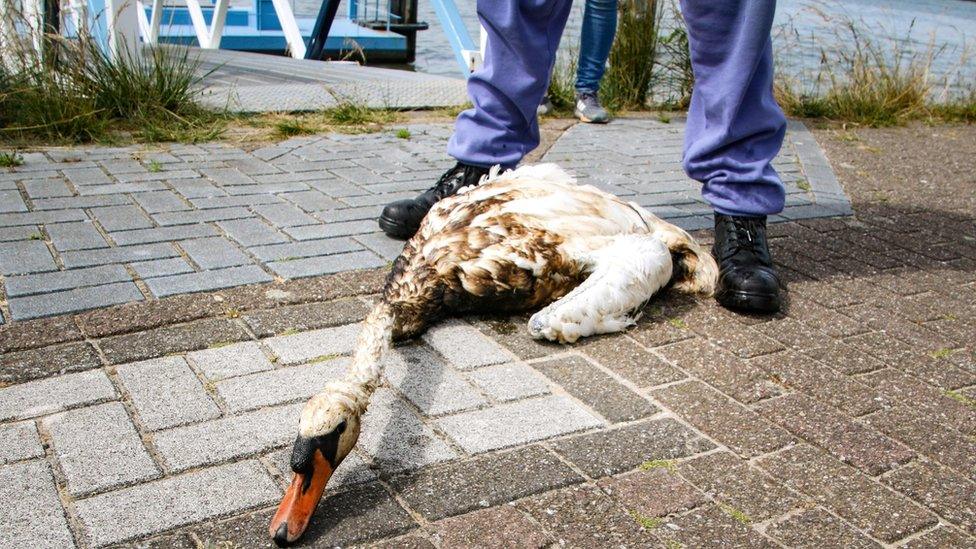 An animal rescue team volunteer looks at an oil covered swan after an oil freighter punctured its hull while mooring spilling heavy fuel oil at Maassluis in Rotterdam