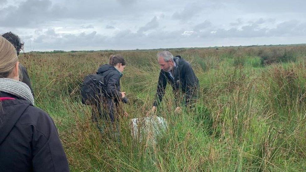 Large marsh grasshoppers being released at Wild Ken Hill