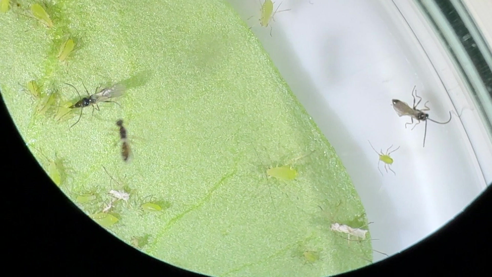 View through a microscope of a small wasp injecting an egg inside an aphid