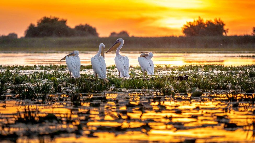 Pelicans-at-sunrise-searching-for-fish on-the-wetlands-of-the-Danube- delta-in-Romania.