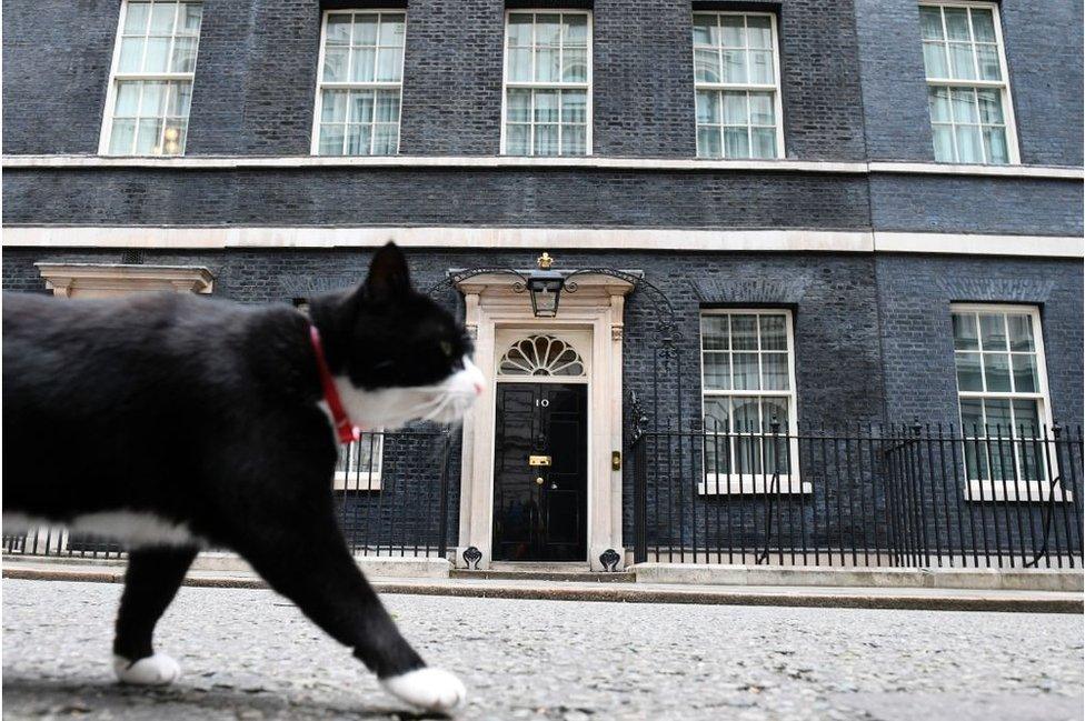 Palmerston, the Foreign and Commonwealth Office cat stalks past 10 Downing Street in front of the waiting media