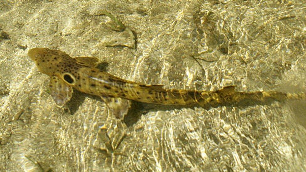 Epaulette shark