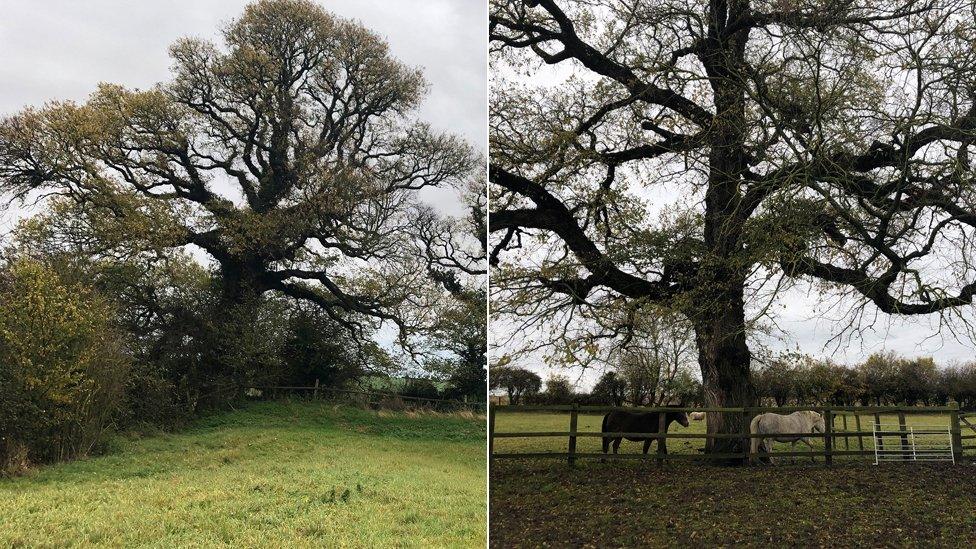 Two ancient elm tree still standing in the Cambridgeshire countryside