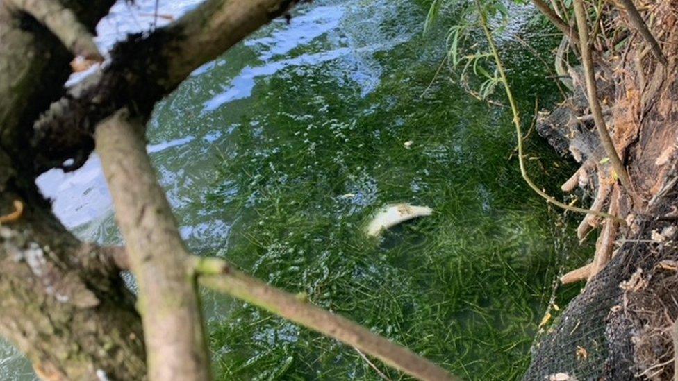 Dead fish at Priory Country Park