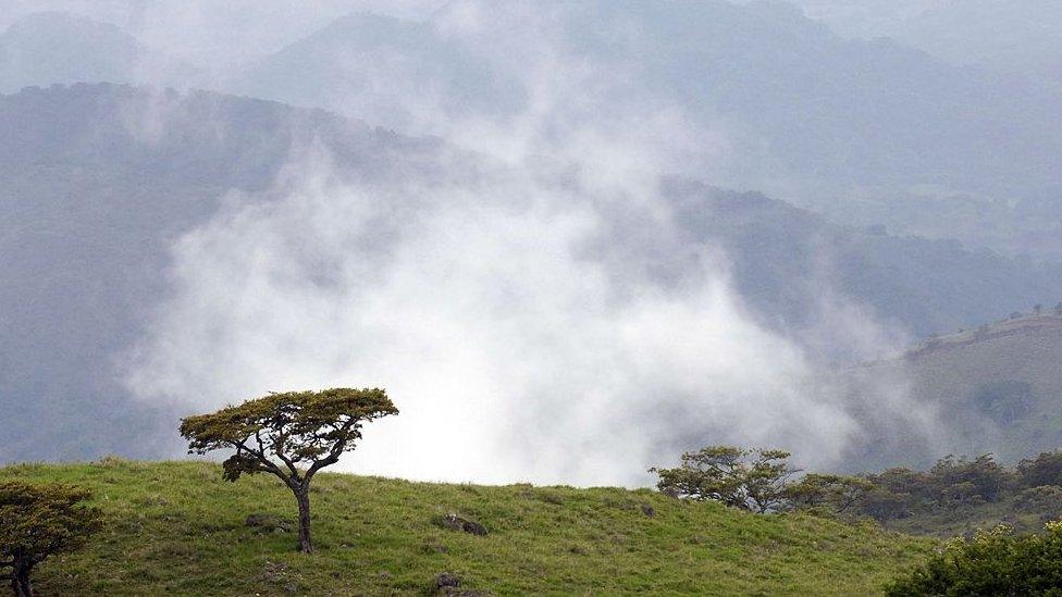 Cloud forest, Costa Rica