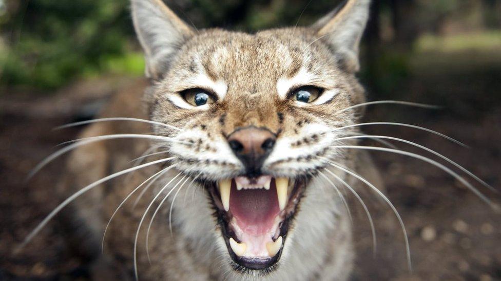 A Eurasian lynx