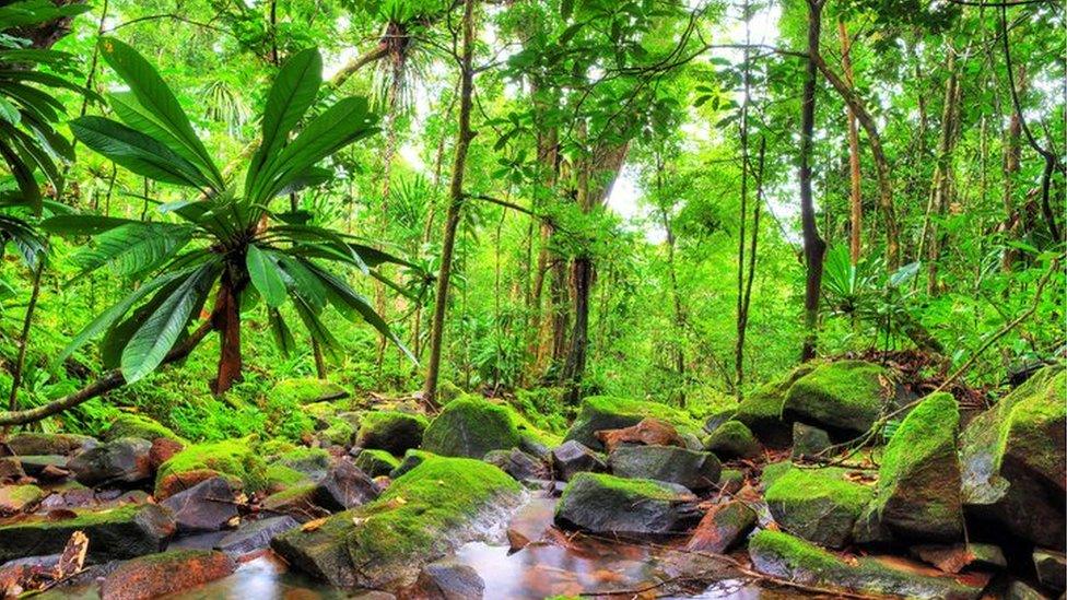 Rainforest in Madagascar