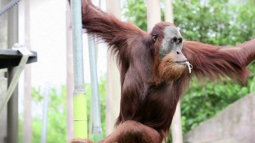 Orangutan in Melbourne Zoo