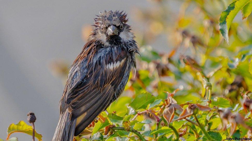 Sparrow bird