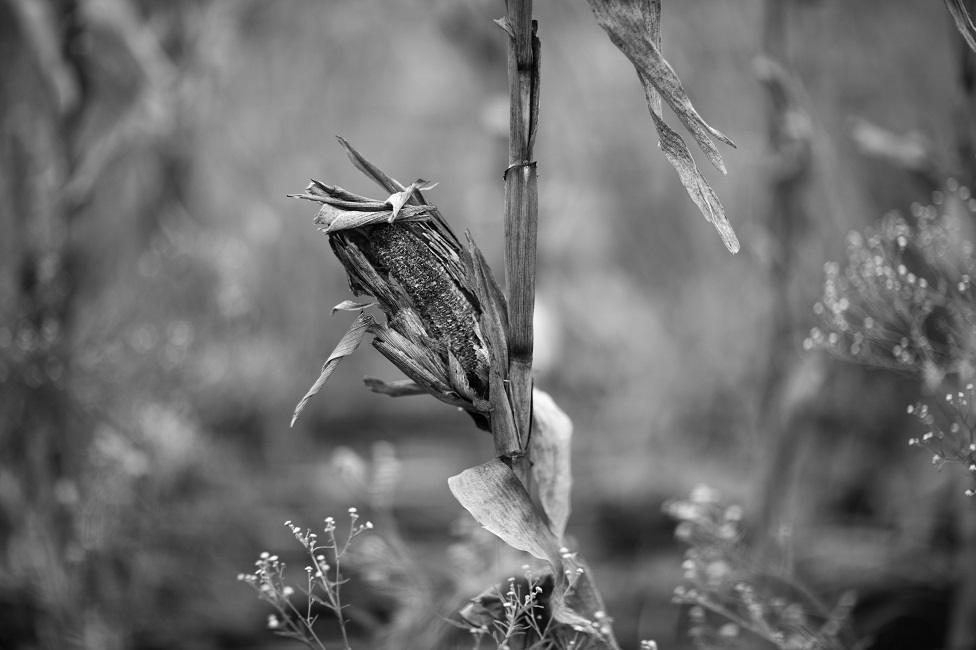 Dry corn in a field