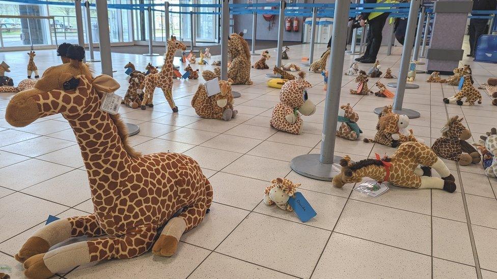 Giraffes waiting to go on plane