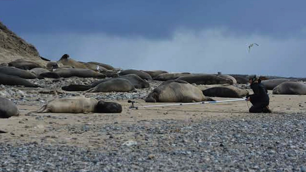 Researchers recorded the calls of individual pups