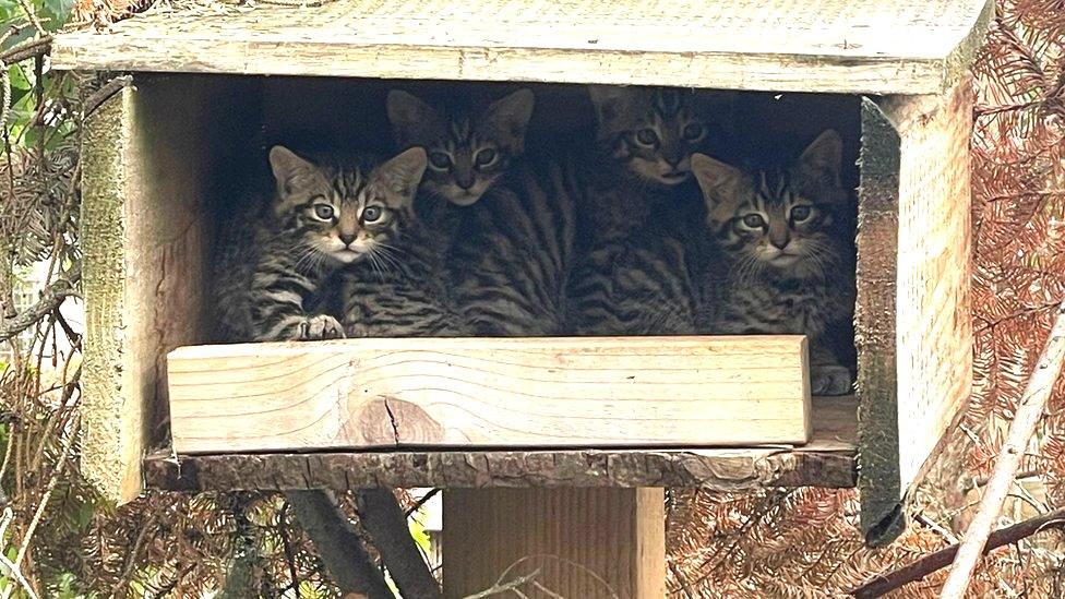 Wildcat kittens at Highland Wildlife Park