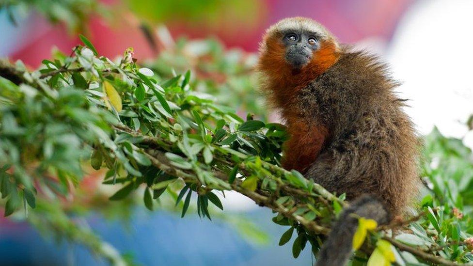 Monkey in Yasuni National Park