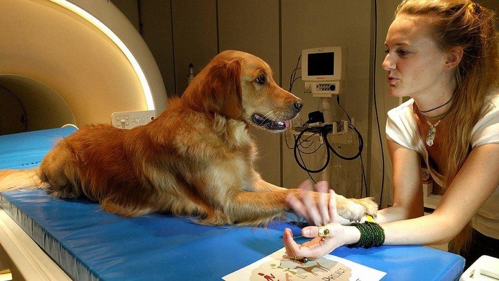 Dog on a the MRI scanner