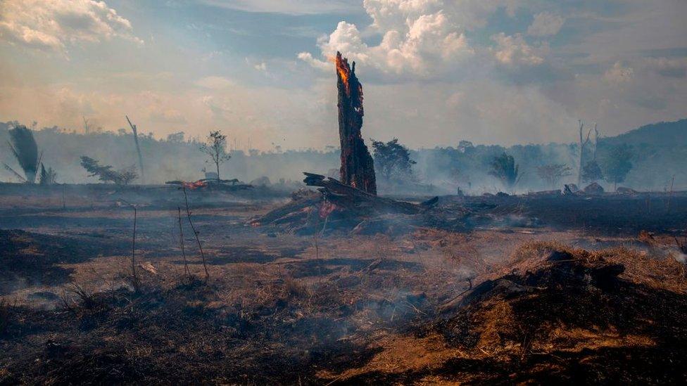 A burnt area of Amazon rainforest.