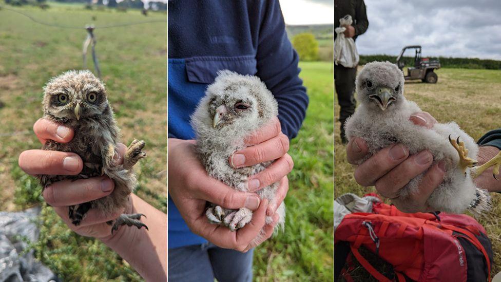 Three pictures of grey, fluffy, barn owl chicks.