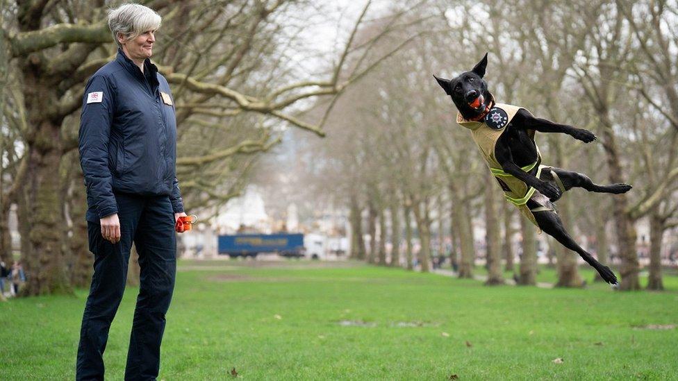 dog-with-owner.