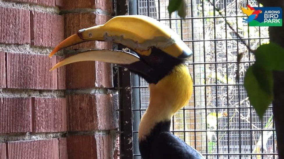 The Hornbill in its wildlife park home