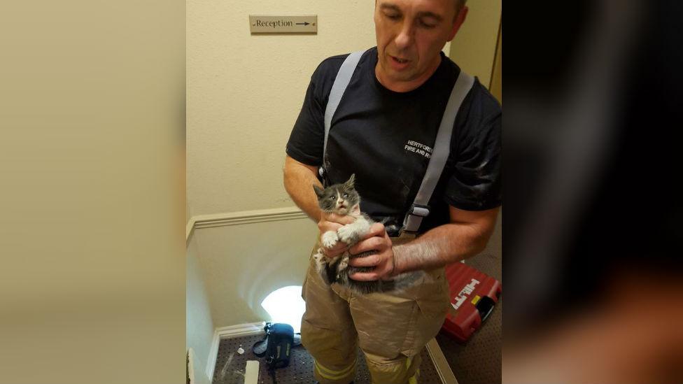 Firefighter with kitten after rescue