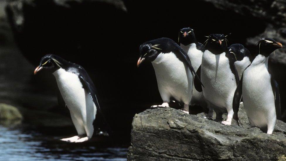 Penguins jumping off a rock into the sea