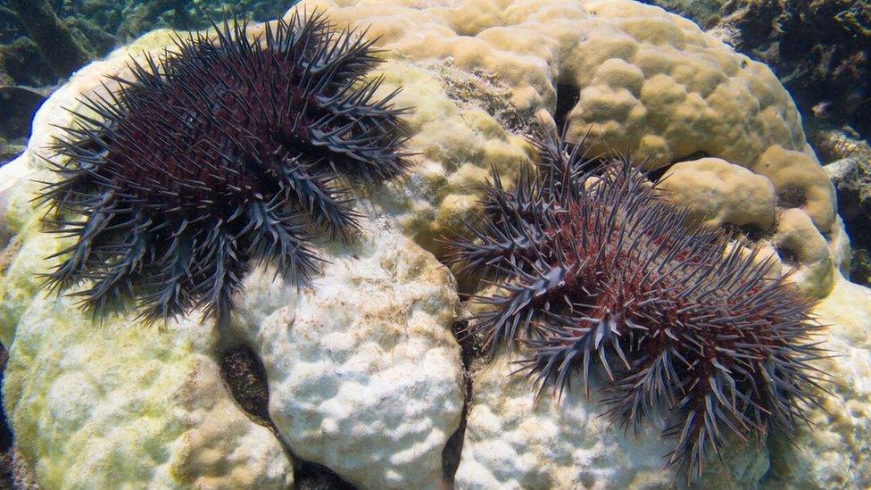 Crown-of-thorns starfish