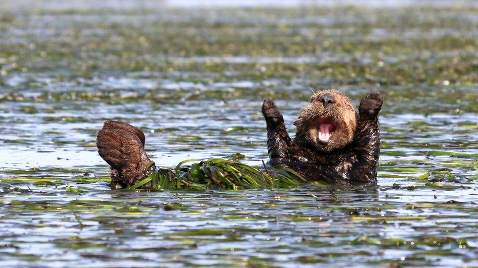 A beaver on its back stretching its paws