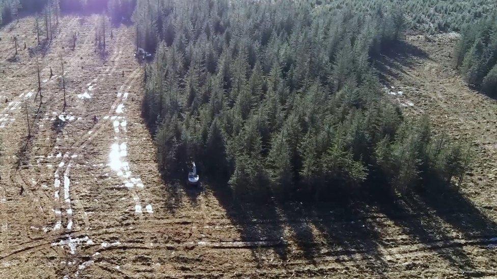 Border mire tree clearance