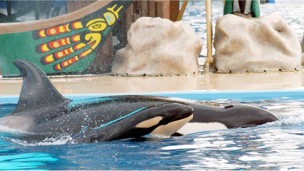 A newborn baby killer whale swims with it's mother Kasatka on December 21, 2004 at Shamu Stadium at SeaWorld Stadium in San Diego,