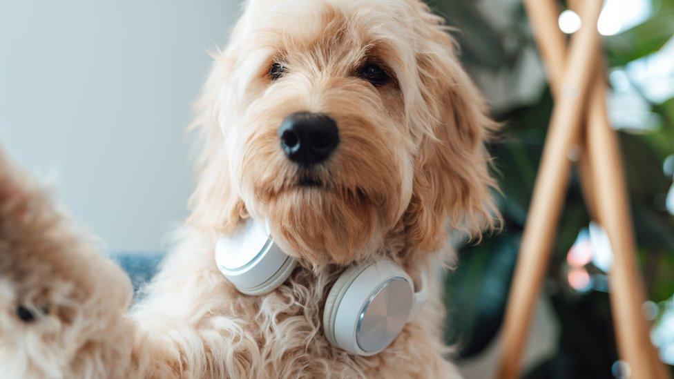 Dog wearing headphones