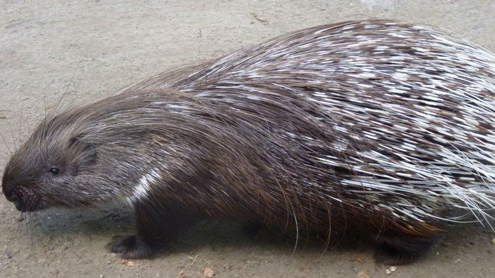 Porcupine