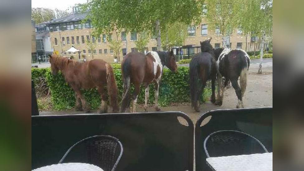 Horses in Chelmsford