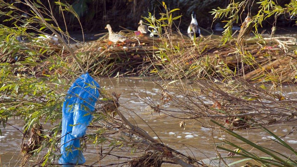 plastic-bag-caught-on-branches.