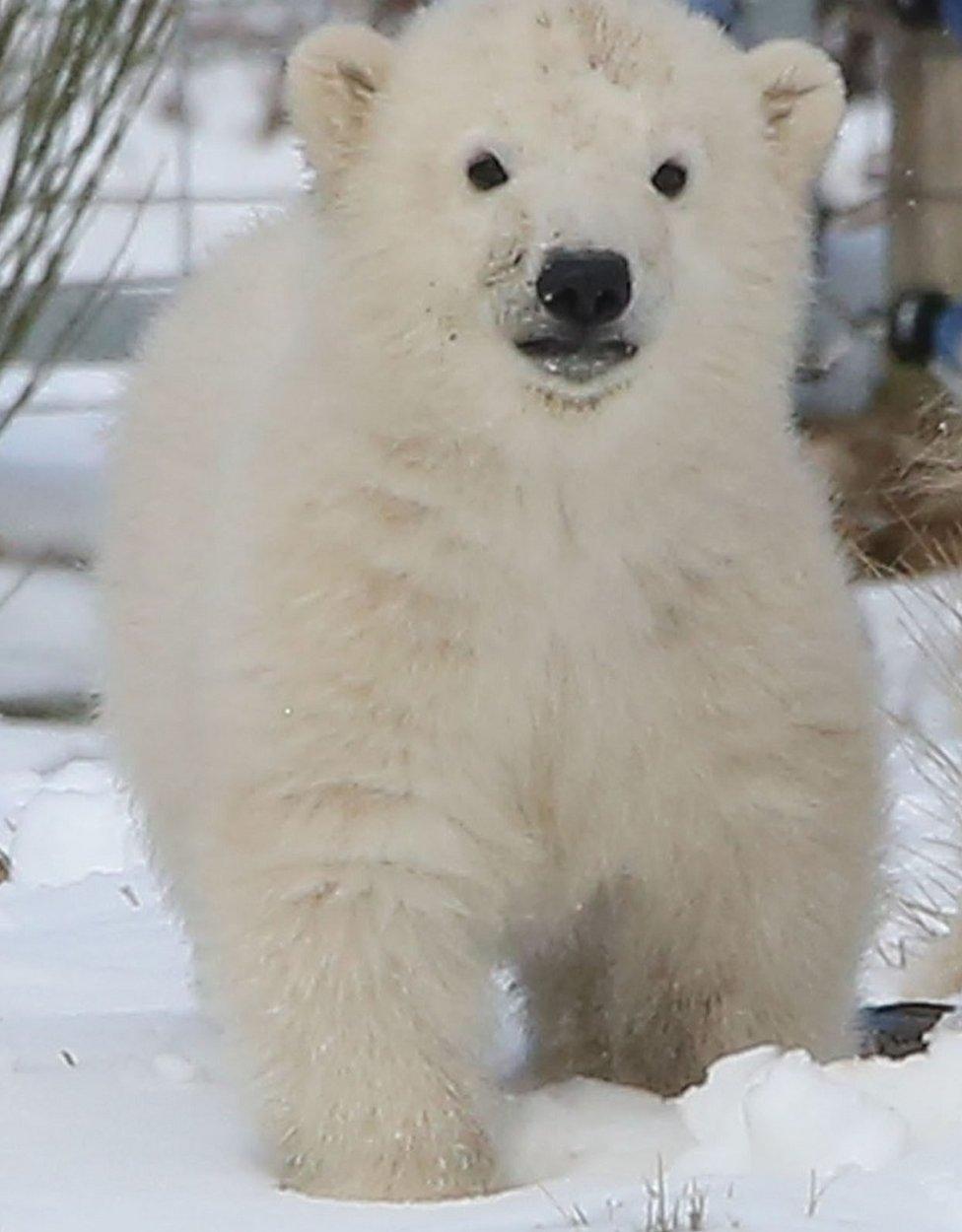 Polar bear cub