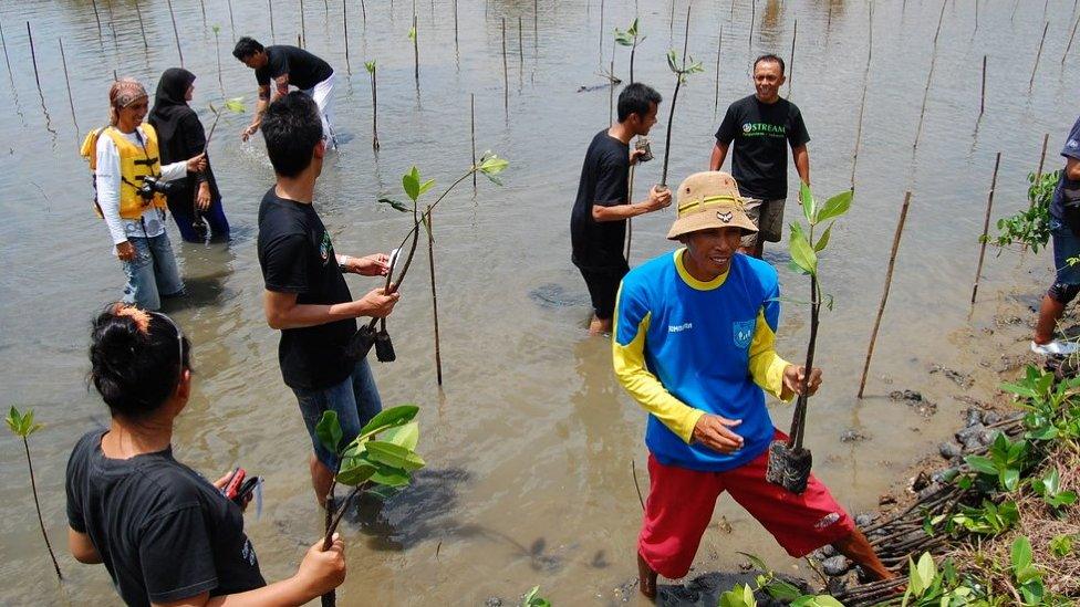 Planting and restoring mangrove forests provides valuable natural protection for vulnerable coastlines (c) Jelajah Pangandaran